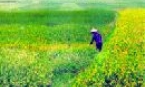 Giải pháp nào cho việc dồn điền đổi thửa ở Châu Khê ?