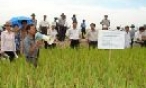 Quế Võ: Phấn đấu năng suất lúa mùa 57 tạ/ha