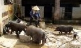 Thu nhập cao từ nuôi lợn rừng