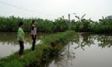 Một số giải pháp phát triển nuôi cá rô phi