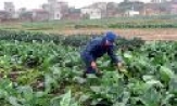 Duyệt và hoàn chỉnh quy hoạch phát triển nông nghiệp đến năm 2020