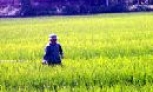 Tiên Du: Chỉ đạo chăm sóc lúa từ nay đến cuối vụ; Vụ đông phấn đấu gieo trồng 1500 ha