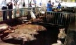 Kinh nghiệm chăn nuôi sinh thái của Trung Quốc