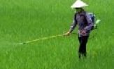 Tăng cường các biện pháp chỉ đạo phòng trừ sâu bệnh cuối vụ