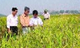 Khảo nghiệm, trình diễn một số giống lúa lai mới