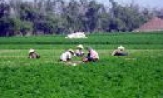 Bước chuyển đổi nông nghiệp, nông thôn, nông dân Bắc Ninh