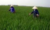 Cảnh giác với bệnh vàng lùn, lùn xoắn lá lúa