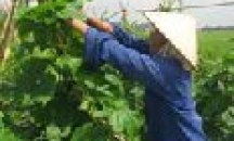 Bắc Ninh: Hoàn chỉnh quy hoạch nông nghiệp cấp xã