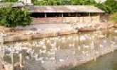 Những chuyển biến tích cực  trong nông nghiệp
