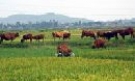 Đẩy mạnh chương trình phát triển chăn nuôi bò thịt