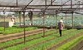 Ngành Nông nghiệp:  Triển khai nhiều mô hình khuyến nông