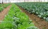 Toàn tỉnh có hơn 60.000 ha nhà lưới trồng hoa, cây thực phẩm an toàn