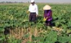 Giải pháp thực hiện dồn điền đổi thửa ở Thuận Thành