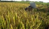 Thêm một mùa vàng
