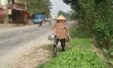 Trồng rau ven đường 295B - Tiềm ẩn tai nạn giao thông
