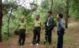 Phát triển rừng gắn với nhân rộng mô hình kinh tế vườn đồi 