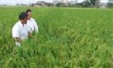 Tiên Du: Phấn đấu năng suất lúa xuân 2010 đạt bình quân 63 tạ/ha