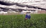 Bảo vệ môi trường trong phát triển nông nghiệp hàng hoá