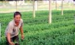 Khả Lễ khởi động mùa hoa Tết