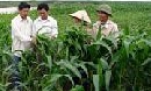 Toàn tỉnh hoàn thành 55% kế hoạch sản xuất vụ đông