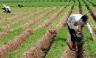 Toàn tỉnh: 94 vùng trồng trọt tập trung