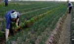 Gia Bình đánh giá kết quả bước đầu vụ đông 2009