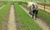 Thành phố Bắc Ninh: Phấn đấu năng suất lúa vụ xuân đạt 61 tạ/ ha; Cung ứng trên 33.000 kg thóc giống các loại