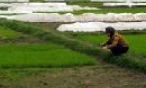 Đồng ruộng Tiên Du chờ nước 