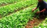 Thành phố Bắc Ninh: Chủ động liên kết và khai thác nguồn giống phục vụ nông dân sản xuất