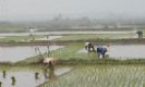 Đôi nét về dồn điền đổi thửa ở Gia Bình