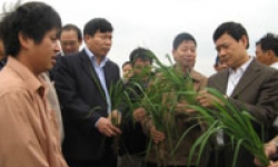 Chủ tịch UBND tỉnh Trần Văn Tuý kiểm tra bệnh vàng lùn sọc đen hại lúa tại xã Tương Giang, thị xã Từ Sơn