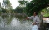 Hiệu quả mô hình lưu trú cá rô phi, chim trắng qua đông 