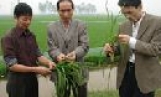 Sử dụng thiết bị phát hiện sớm bệnh lùn sọc đen hại lúa