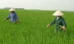 Yên Phong có 60 cánh đồng đạt hơn 80 triệu đồng/ ha/ năm