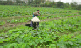 Đương Xá bốn mùa rau xanh 