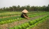 Quế Võ phát huy giá trị cây màu vụ xuân-hè