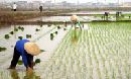 Thuận Thành tập trung sản xuất vụ xuân