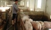 Hướng dẫn xử lý dịch bệnh tai xanh trên lợn 