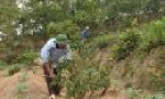 Đẩy nhanh thực hiện kế hoạch trồng rừng năm 2010