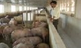Nông dân Tiên Du làm theo Khuyến nông 