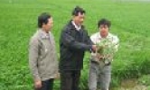 Tương Giang khống chế dịch lùn sọc đen hại lúa