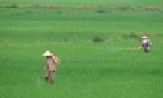 Thành phố Bắc Ninh: Chủ động phòng trừ sâu bệnh hại lúa xuân