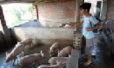Những hệ lụy của dịch lợn tai xanh 