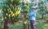 Làm giàu từ trồng chuối