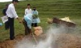 Bệnh tai xanh ở lợn (PRRS) và những điều người chăn nuôi cần biết
