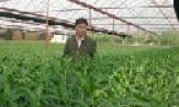 Nông dân Tiên Du thi đua phát triển kinh tế 