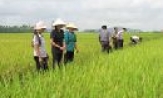 Khuyến nông và việc phát triển lúa lai, lúa hàng hóa ở Gia Bình