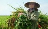 “Ngày hội thu hoạch” lúa lai SYN6 tại Bắc Ninh