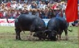Lễ hội chọi trâu Đồ Sơn 2011