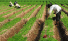 Giữ vững vai trò chủ đạo phục vụ phát triển nông nghiệp, nông thôn
